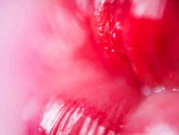 Macro shot of pink flower petal