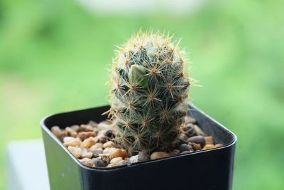 Close-up of cactus plant