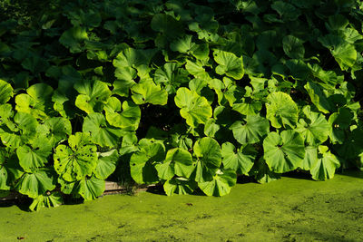 Full frame shot of plants