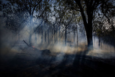 A smoking log still burns after a wildfire in queensland australia