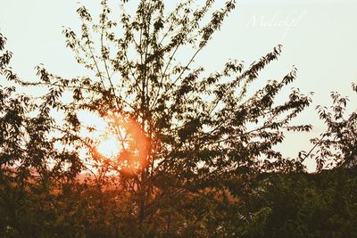 Low angle view of trees against sky during sunset