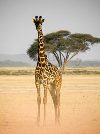 Giraffe in a field