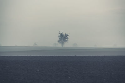 Trees on field against sky during winter