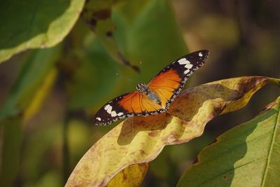 Close-up of butterfly perching on leaf