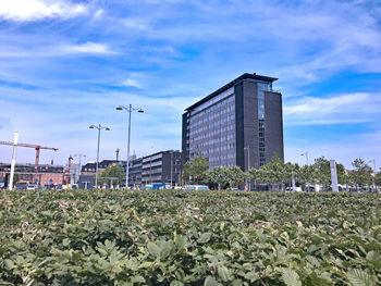 Plants and buildings in city against sky