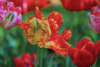 Close-up of red flowering plant in park