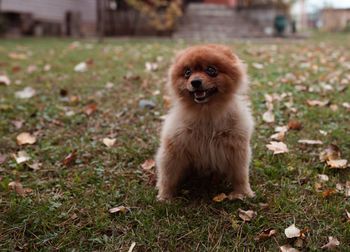 Portrait of dog on field