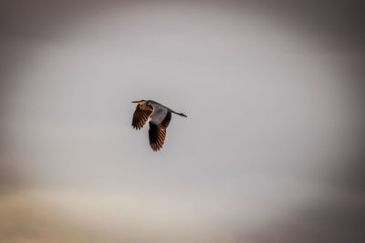 Close-up of bird flying against sky