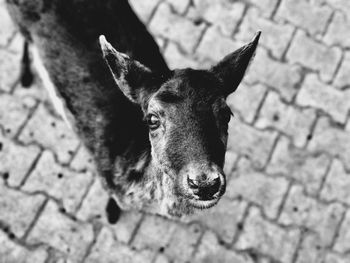 High angle portrait of horse