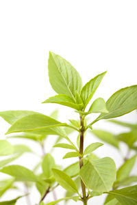Close-up of leaves against white background