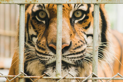 animal