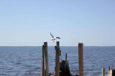 Seagull flying over the sea