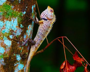 Close-up of lizard on leaf