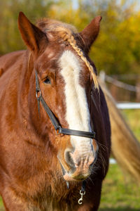 Close-up of horse in ranch