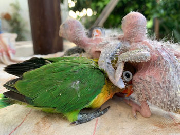 Close-up of parrot eating