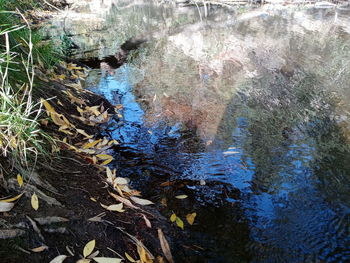 Reflection of trees in lake