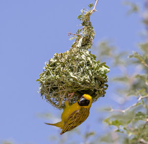 A southern masked weaver building its nest