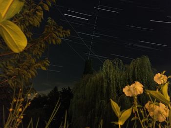 Low angle view of flowers against sky at night