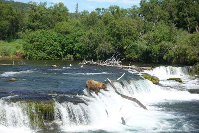 Scenic view of river flowing through trees