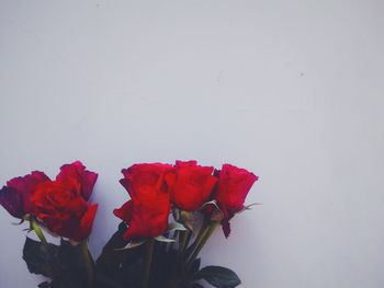 Close-up of red flower over white background