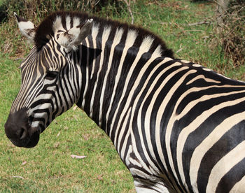 Close-up of zebra