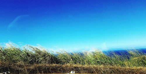 Scenic view of field against clear blue sky