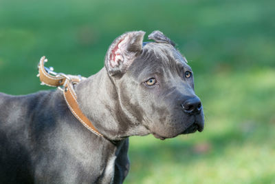 Black dog sitting on field