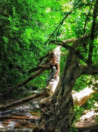 Tree trunk amidst rocks in forest