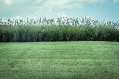 Scenic view of grassy field against sky