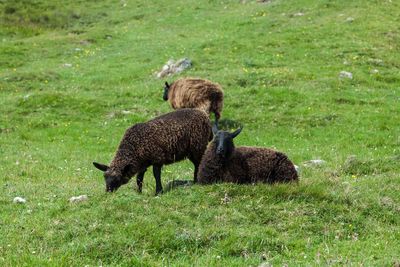 Mallard duck on field