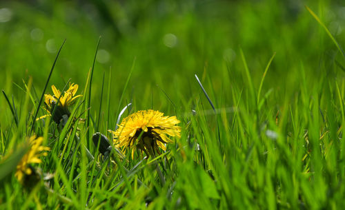 Close up of yellow flower blooming in field