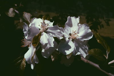 Close-up of white flowers blooming outdoors