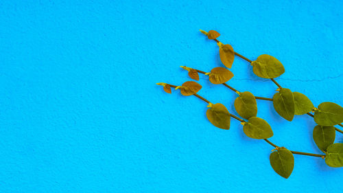 Close-up of plant against blue background