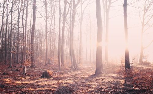 Trees in forest