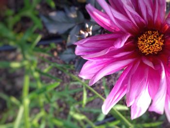 Close-up of pink flower