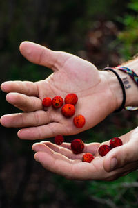From above bright red berries in hand of crop person gathering harvest in garden