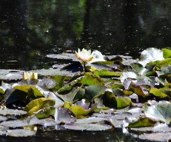 Close-up of water lily blooming outdoors