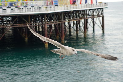 Seagull flying over sea against pier