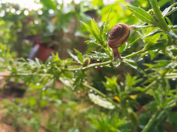 Close-up of snail on plant