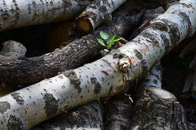 High angle view of tree trunk in forest