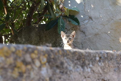 Portrait of cat on tree