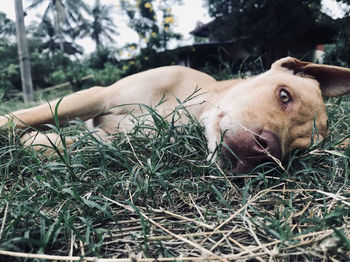 View of a dog lying on ground