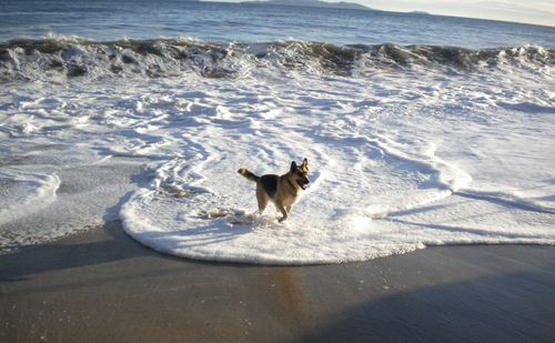 Dog in the sea