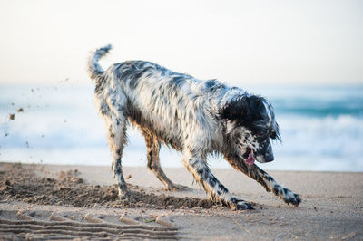 Dog on beach