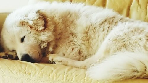 Close-up of a dog sleeping at home