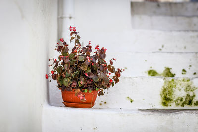 Close-up of potted plant against wall