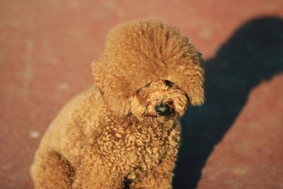 Close-up of poodle