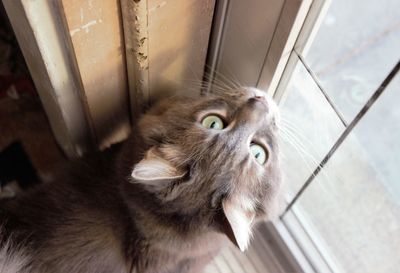 Close-up of cat