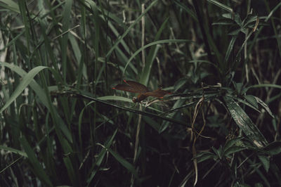 Close-up of butterfly on grass