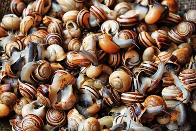 Full frame shot of seashells